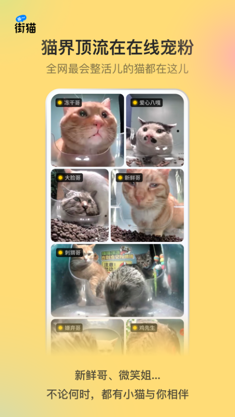 街猫ios版插图4
